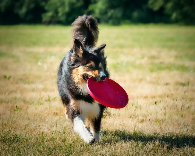 Dog running with frisbee during training outdoors