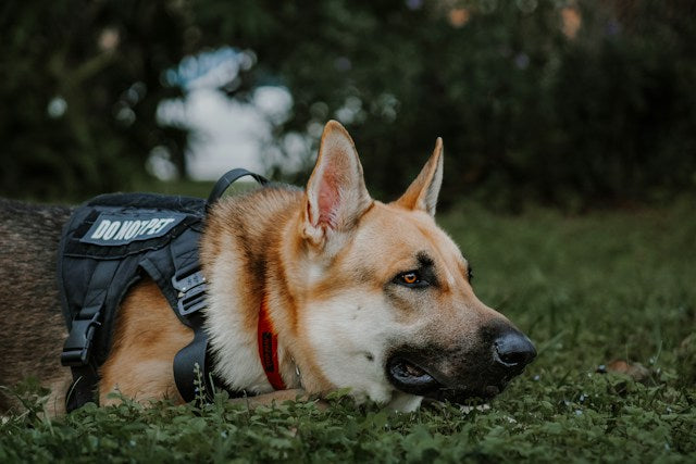 German Shepherd in tactical DO NOT PET harness lying in grass