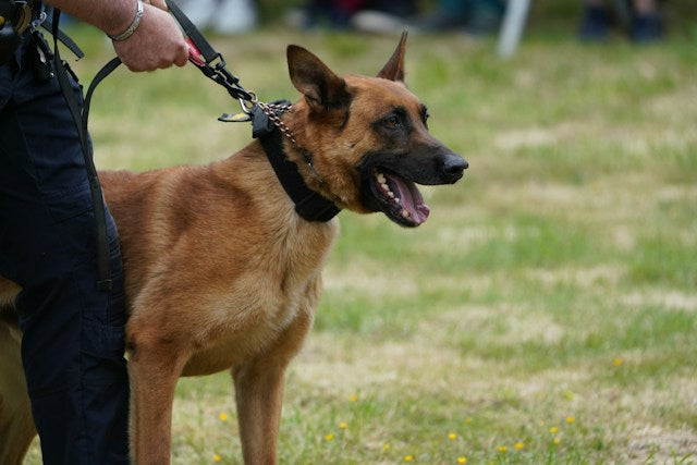 Belgian Malinois on leash with handler outdoors