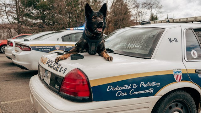 K9 police dog on patrol car dedicated to protecting our community
