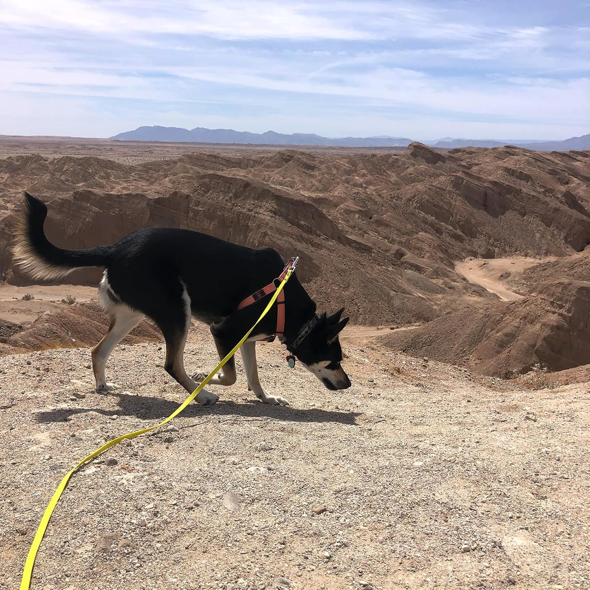 Long Waterproof Dog Leash - Odor-Proof Training Line with Aviation Aluminum Carabiner - 50FT for Small, Medium, & Large Dogs - Perfect Recall Tool!