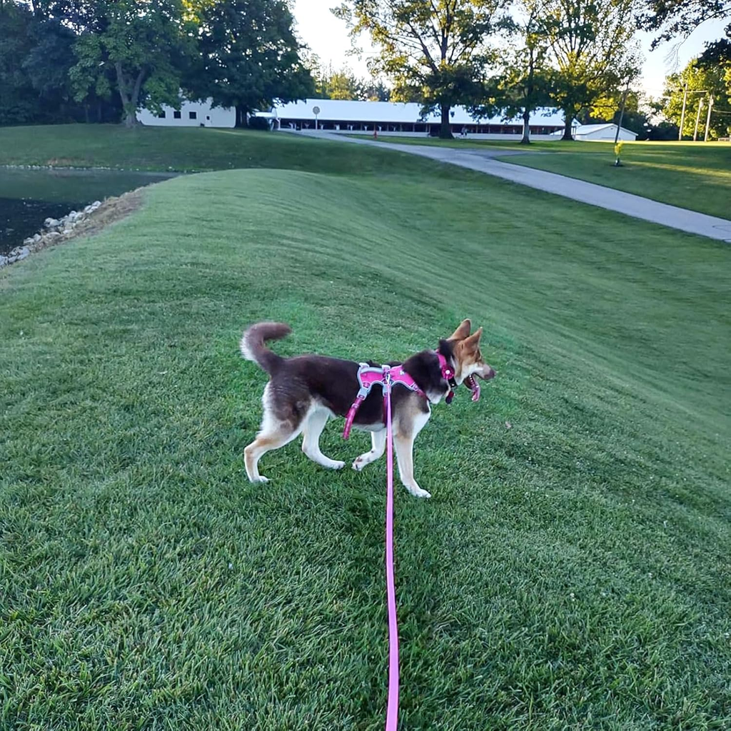 Long Waterproof Dog Leash - Odor-Proof Training Line with Aviation Aluminum Carabiner - 50FT for Small, Medium, & Large Dogs - Perfect Recall Tool!