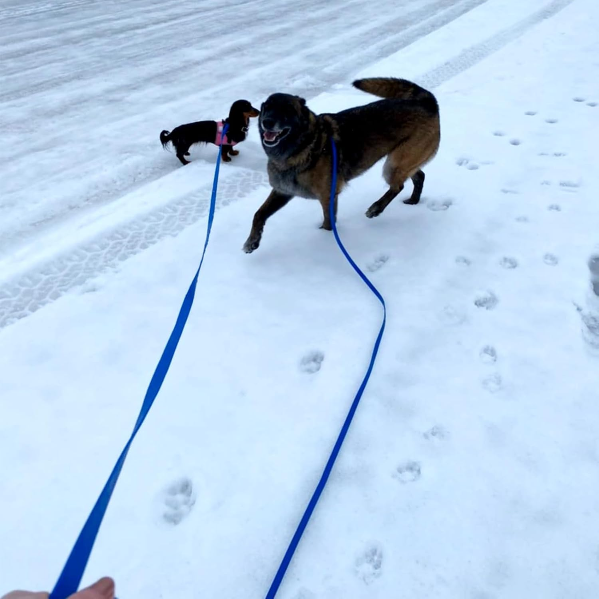 Long Waterproof Dog Leash - Odor-Proof Training Line with Aviation Aluminum Carabiner - 50FT for Small, Medium, & Large Dogs - Perfect Recall Tool!
