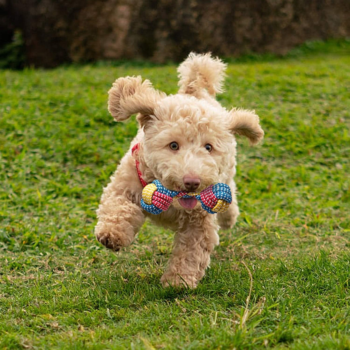 7-Pack Adorable Small Dog Toys - Durable Chew Ropes, Squeaky Calf Toys, Safe for Puppies!